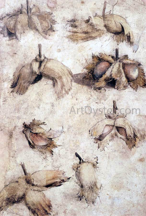 Giovanni Da Udine Studies of Nuts - Canvas Print