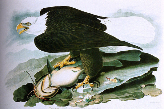 John James Audubon The Bald-Headed Eagle From Birds Of America - Canvas Print