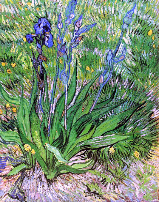 Vincent Van Gogh The Iris - Canvas Print