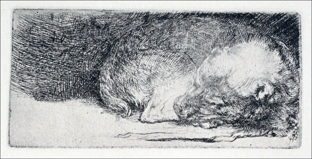 Rembrandt Van Rijn The Little Dog Sleeping - Canvas Print