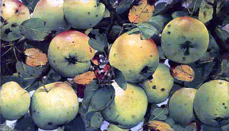 Joseph Decker The Red Admiral - Canvas Print