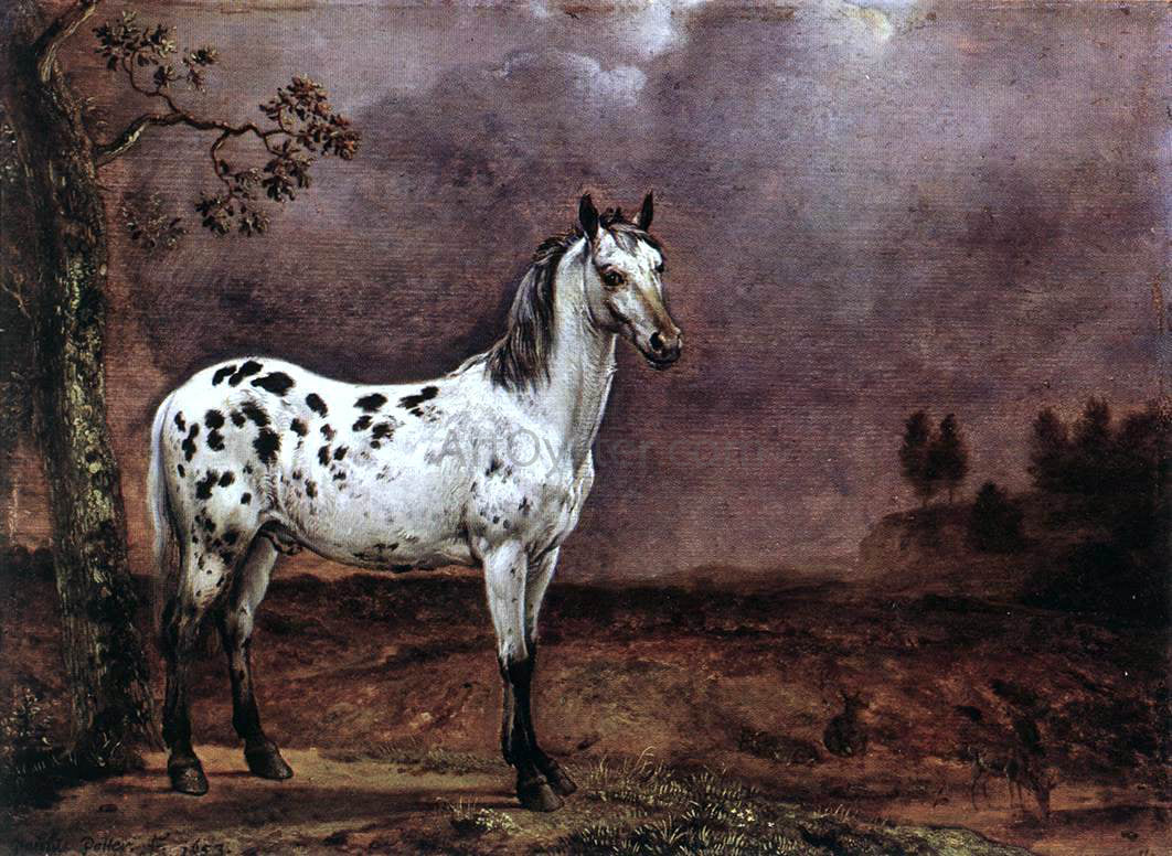 Paulus Potter A Spotted Horse - Canvas Print