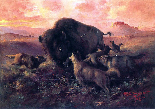 Frank Tenney Johnson The Wounded Buffalo - Canvas Print