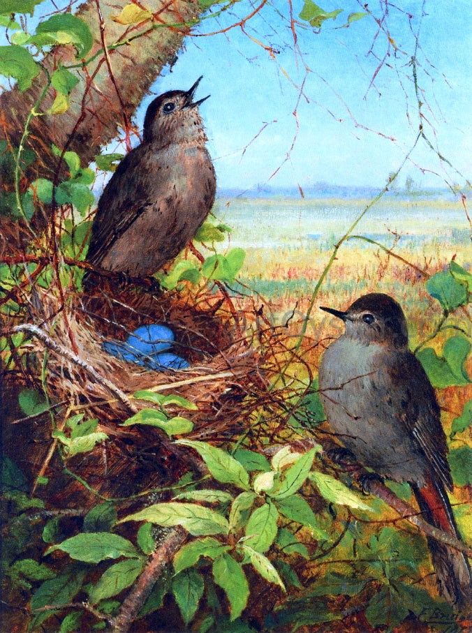 Fidelia Bridges Thurshes Nest - Canvas Print
