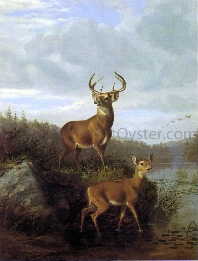 Hyppolite Sebron Deer - Canvas Print