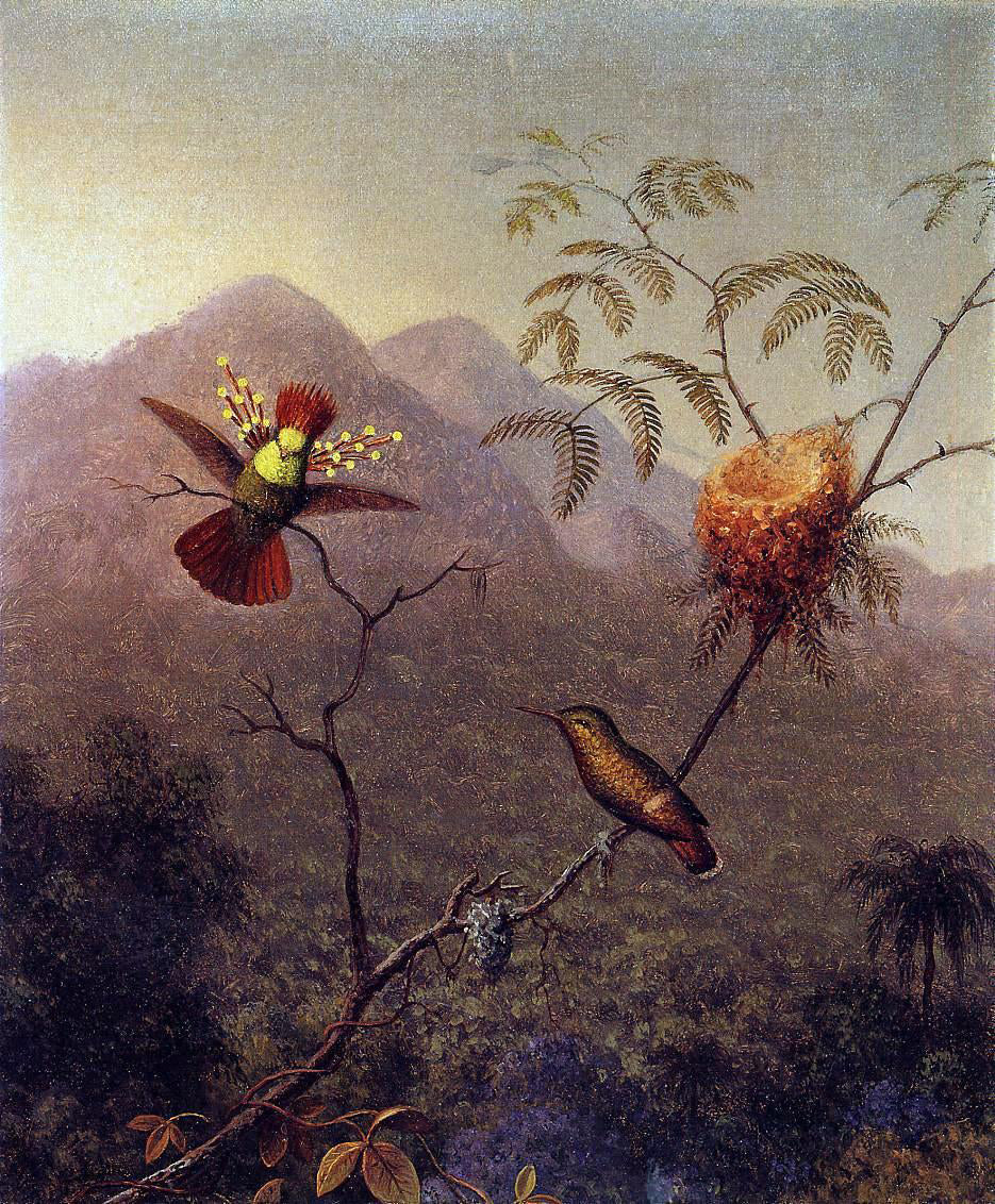 Martin Johnson Heade Tufted Coquette - Canvas Print
