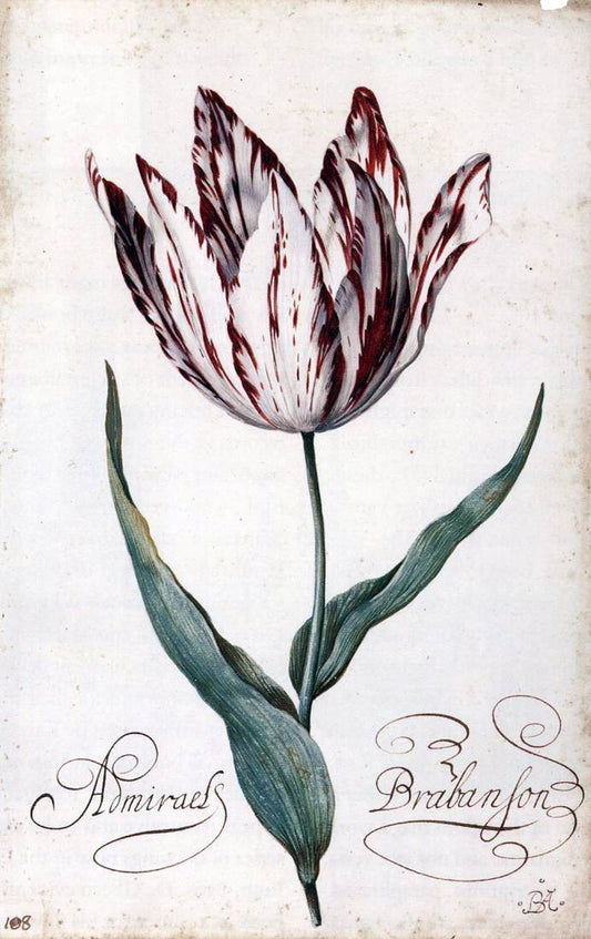 Balthasar Van der Ast Tulip - Canvas Print