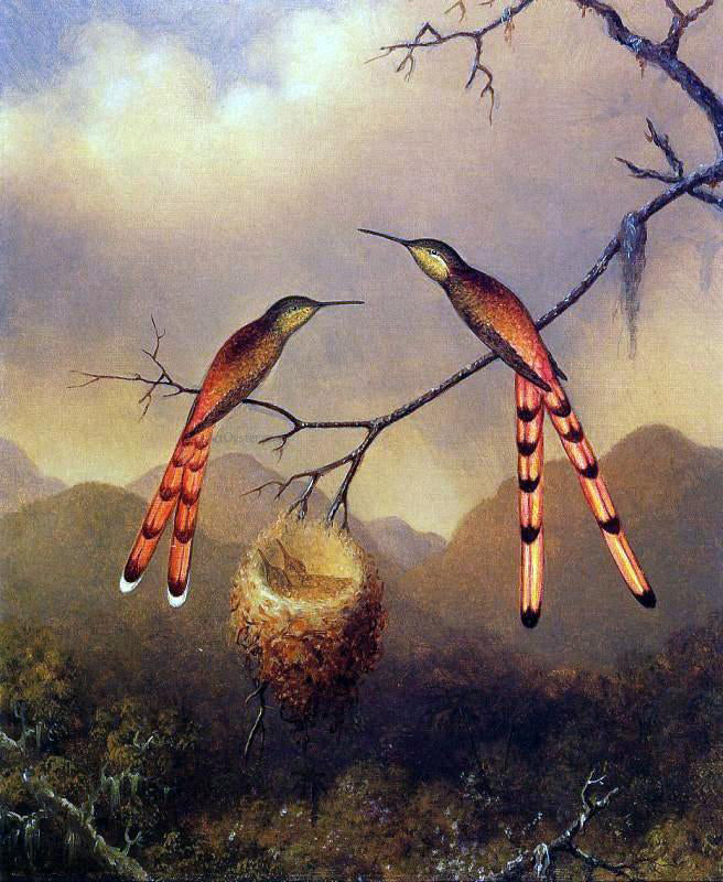 Martin Johnson Heade Two Hummingbirds with Their Young - Canvas Print