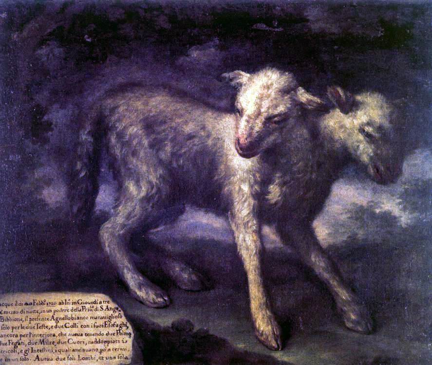 Bartolomeo Bimbi Two-Headed Lamb - Canvas Print