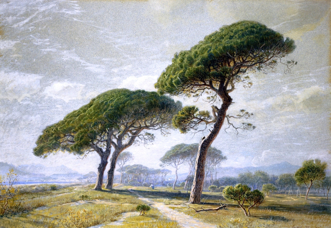 William Stanley Haseltine View of Cannes with Parasol Pines - Canvas Print