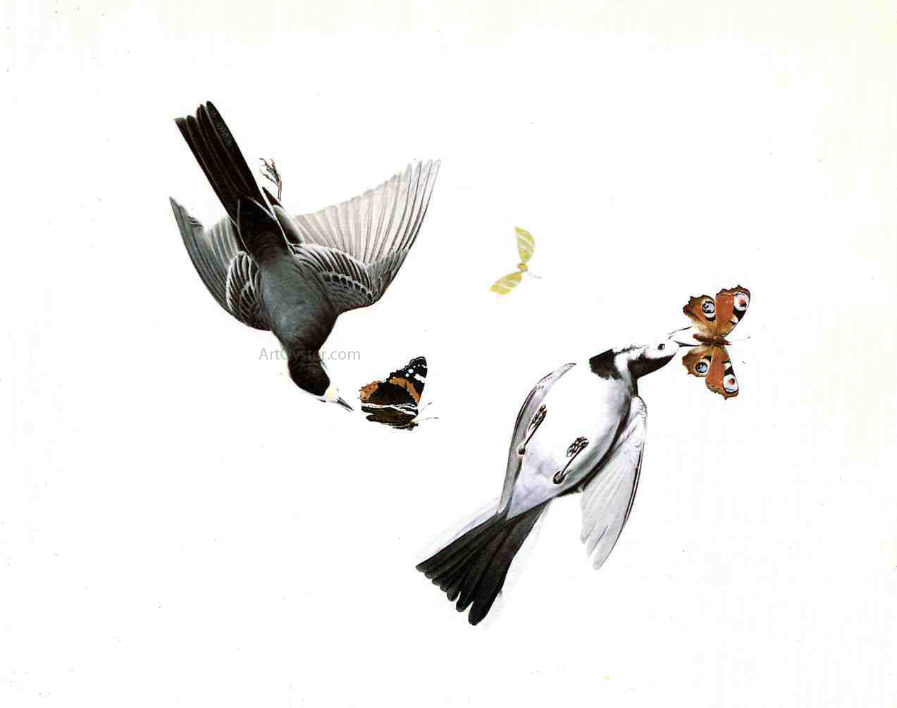 John James Audubon Wagtails - Canvas Print