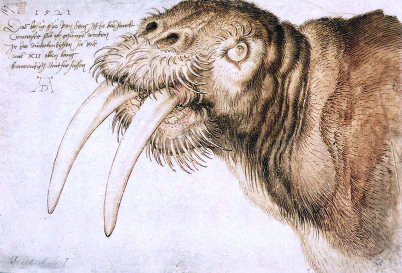 Albrecht Durer Walrus - Canvas Print