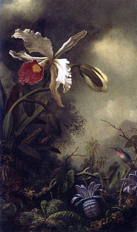 Martin Johnson Heade White Orchid and Hummingbird - Canvas Print