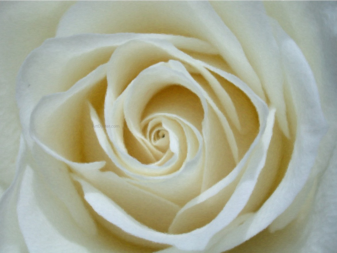Our Original Collection White Rose Detail - Canvas Print