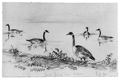 Shepard Alonzo Mount Wild Geese (from McGuire Scrapbook) - Canvas Print