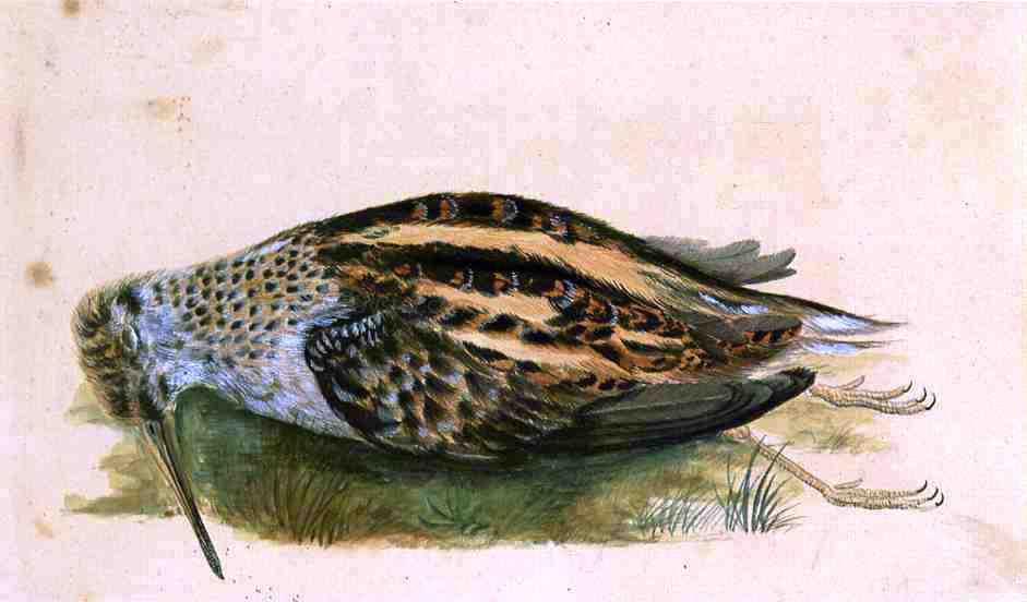 John James Audubon Woodcock - Canvas Print
