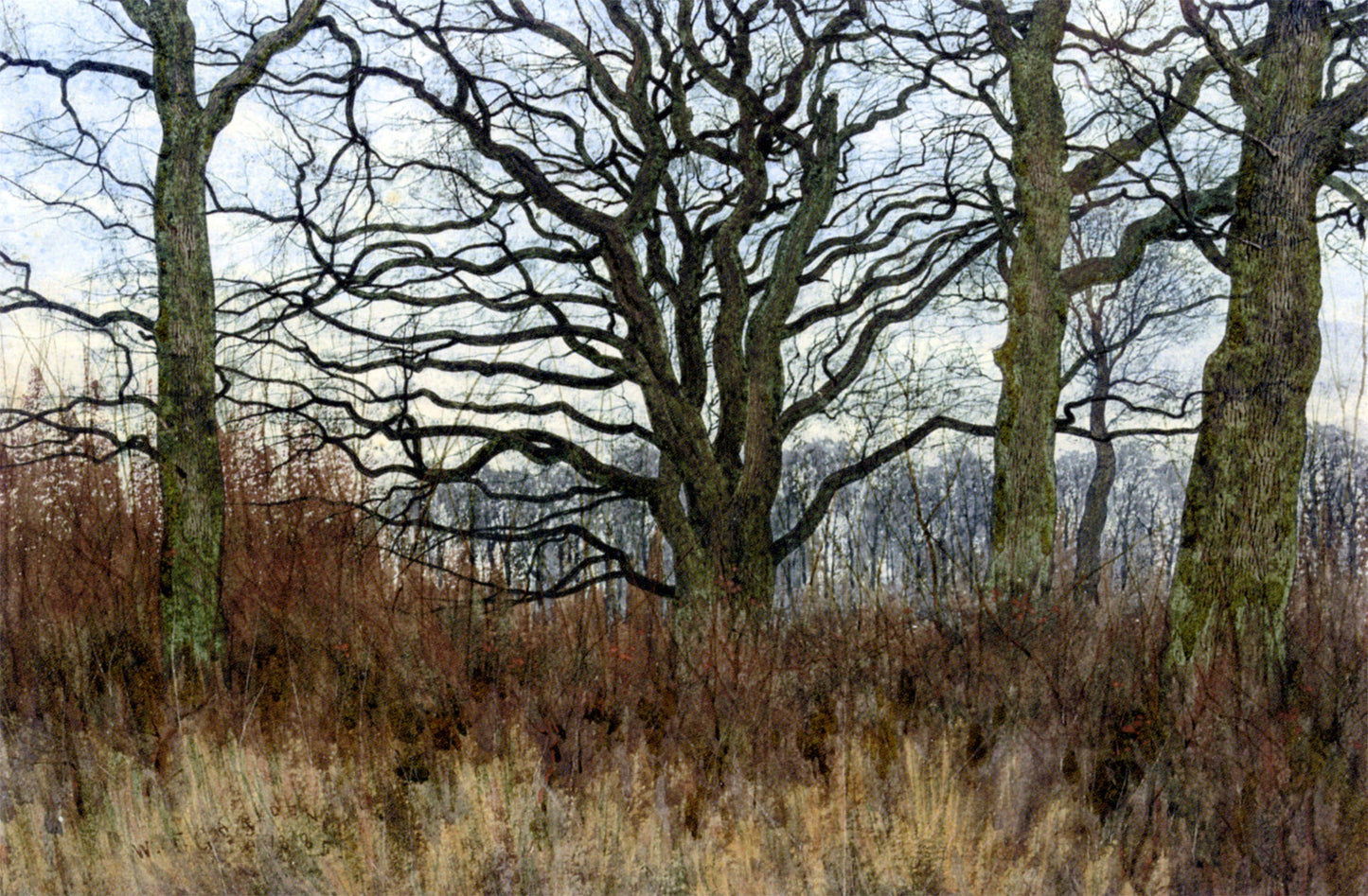 William Fraser Garden Woodland Scene at Twilight - Canvas Print