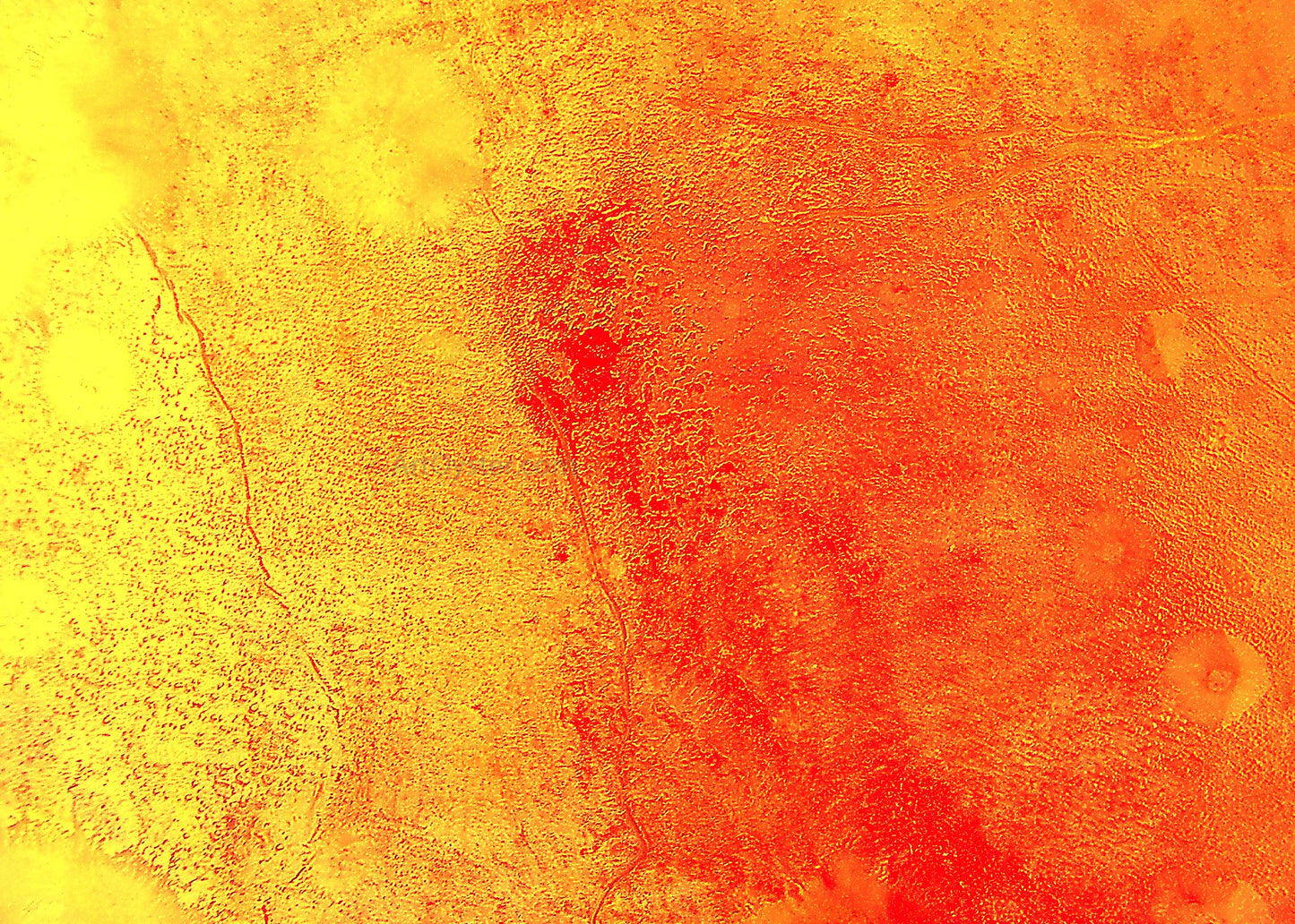 Our Original Collection Yellow and Orange in Harmony - Canvas Print