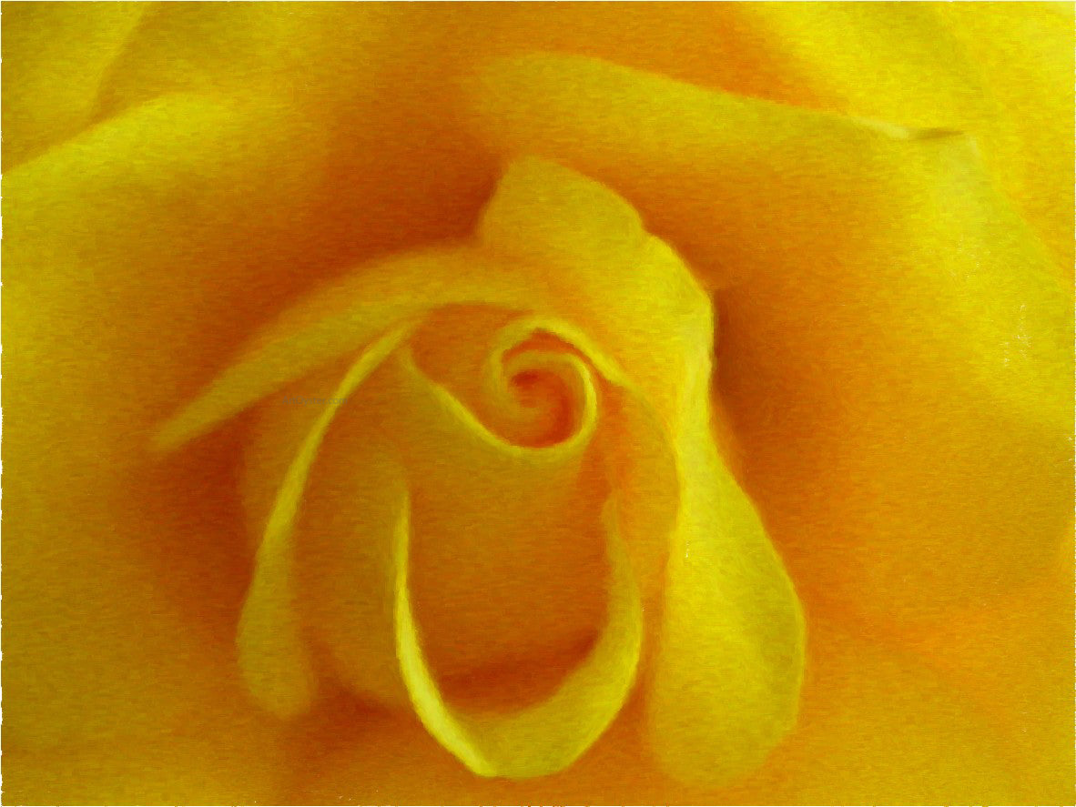 Our Original Collection Yellow Friendship Rose - Canvas Print