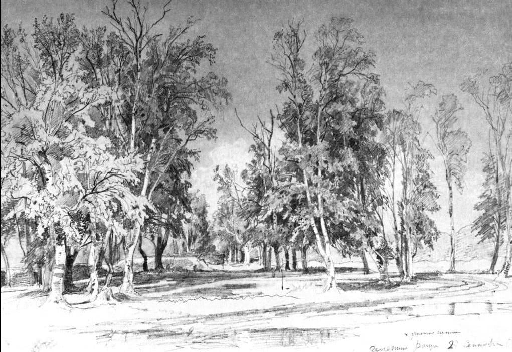 Ivan Ivanovich Shishkin Zelenin's grove - Canvas Print