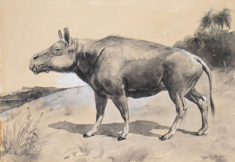 Charles R. Knight Entelodon - Canvas Print