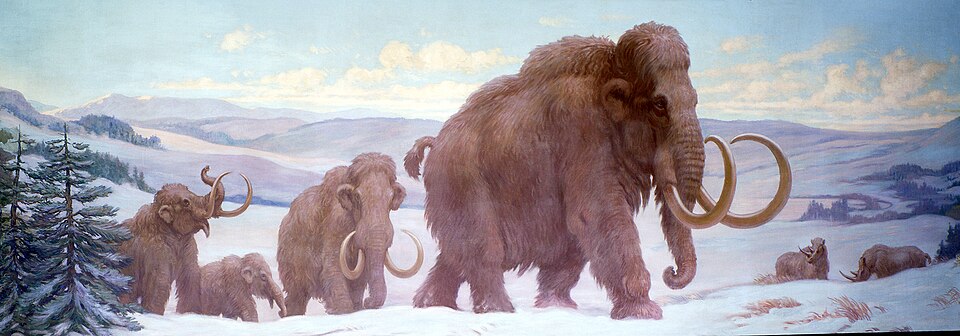 Charles R. Knight Wooly Mammoths from Pleistocene - Canvas Print