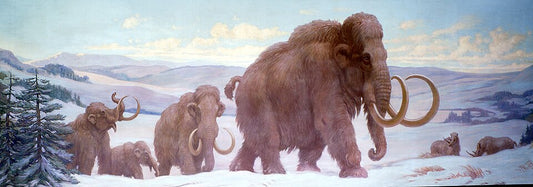 Charles R. Knight Wooly Mammoths from Pleistocene - Canvas Print