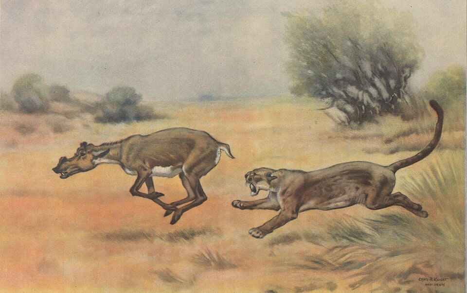 Charles R. Knight Dinictis and Protoceras - Canvas Print