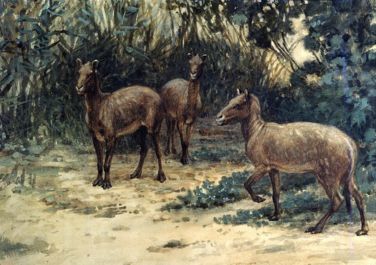 Charles R. Knight Eohippus - Canvas Print