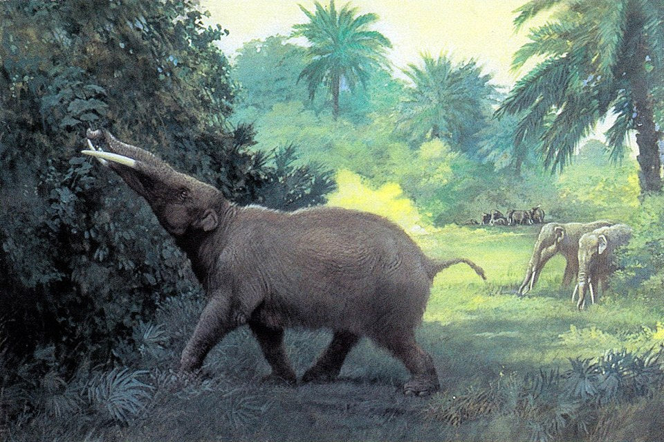 Charles R. Knight Gomphotherium - Canvas Print