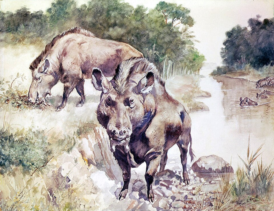 Charles R. Knight Entelodon - Canvas Print