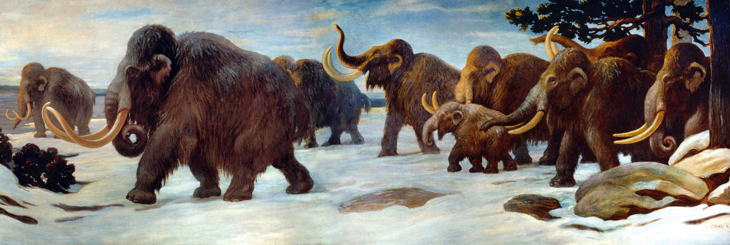Charles R. Knight Wooly Mammoths - Canvas Print