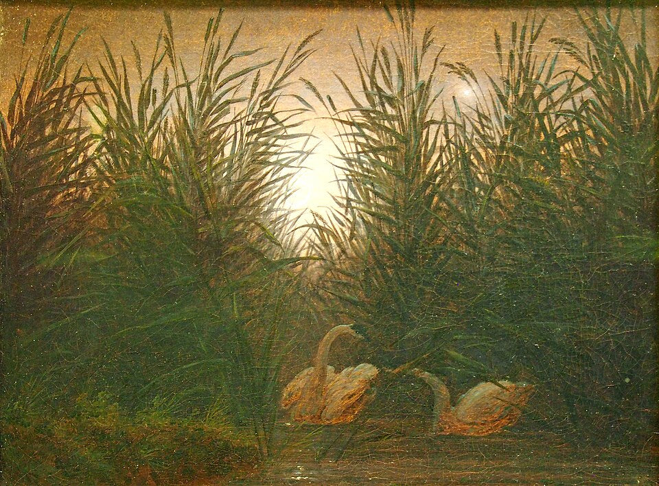 Caspar David Friedrich Swans in the Reeds?  - Canvas Print