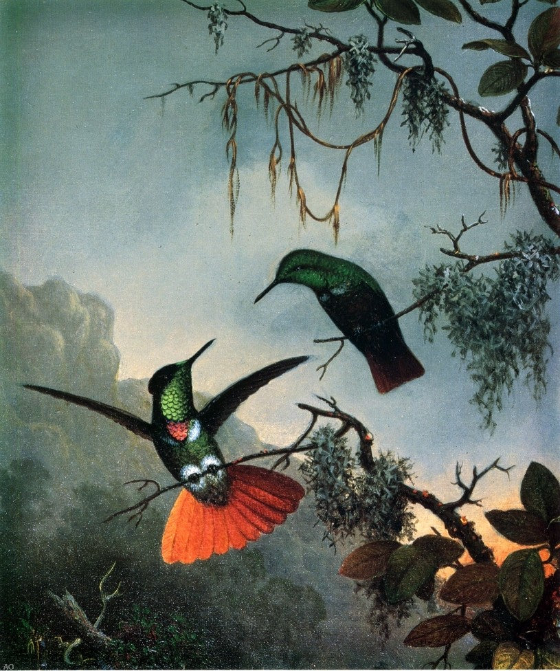  Martin Johnson Heade Two Hummingbirds - Canvas Print