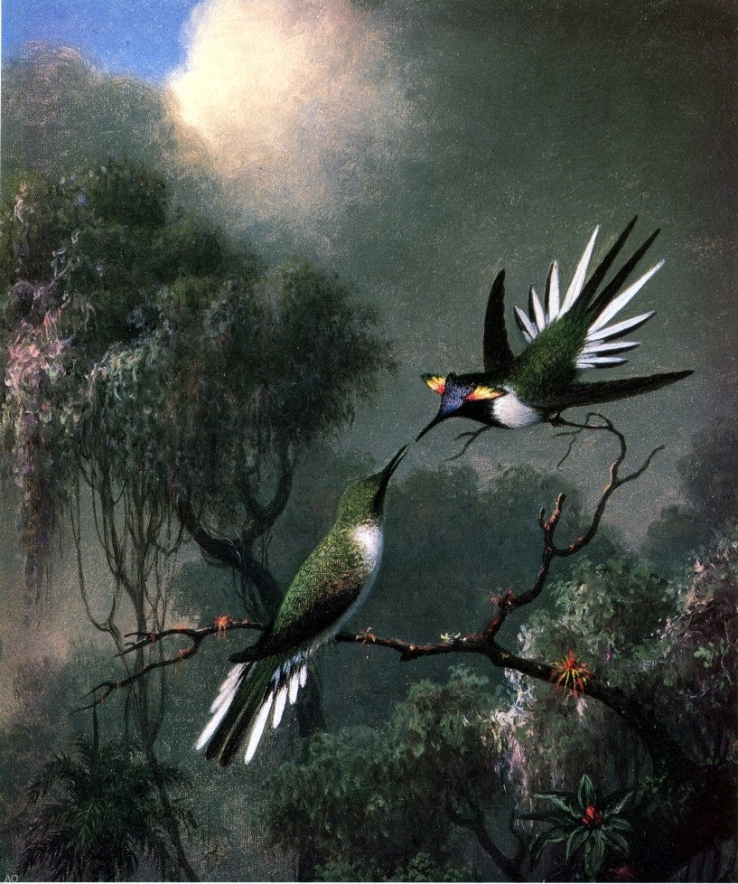  Martin Johnson Heade Two Hummingbirds ("Sun Gems", Heliactin Cormuta) - Canvas Print