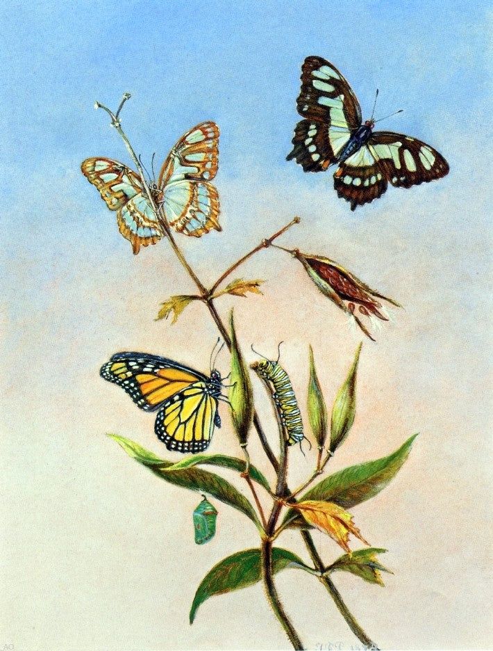  II Titian Ramsey Peale Butterflies - Canvas Print