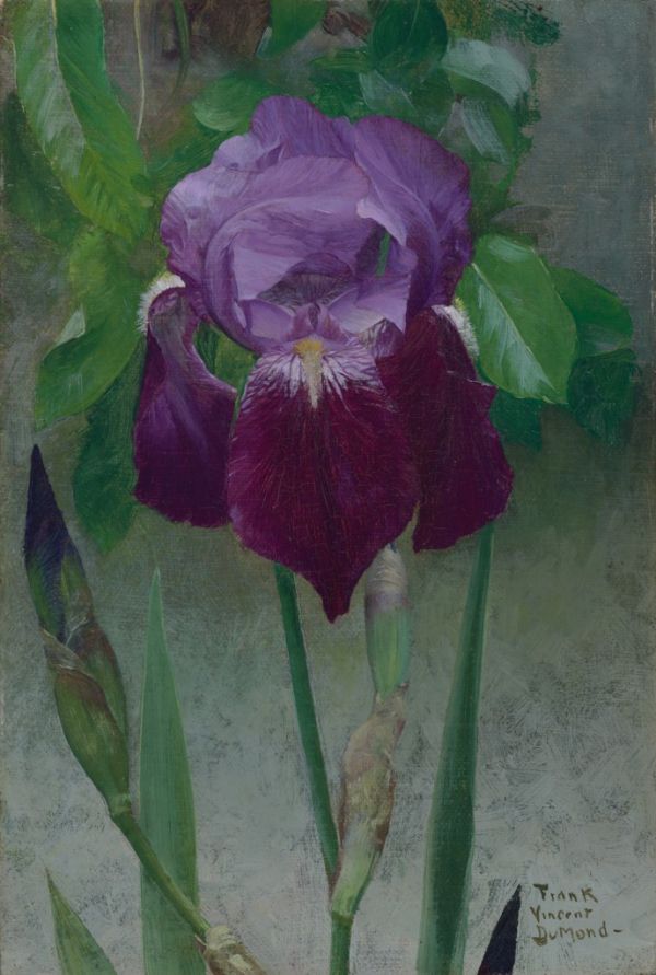 Frank DuMond Iris - Canvas Print
