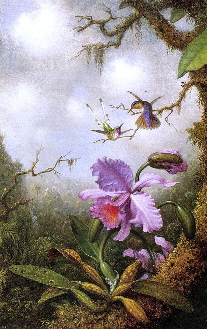  Martin Johnson Heade Two Hummingbirds and a Pink Orchid - Canvas Print