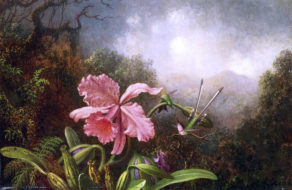  Martin Johnson Heade Two Hummingbirds by an Orchid - Canvas Print