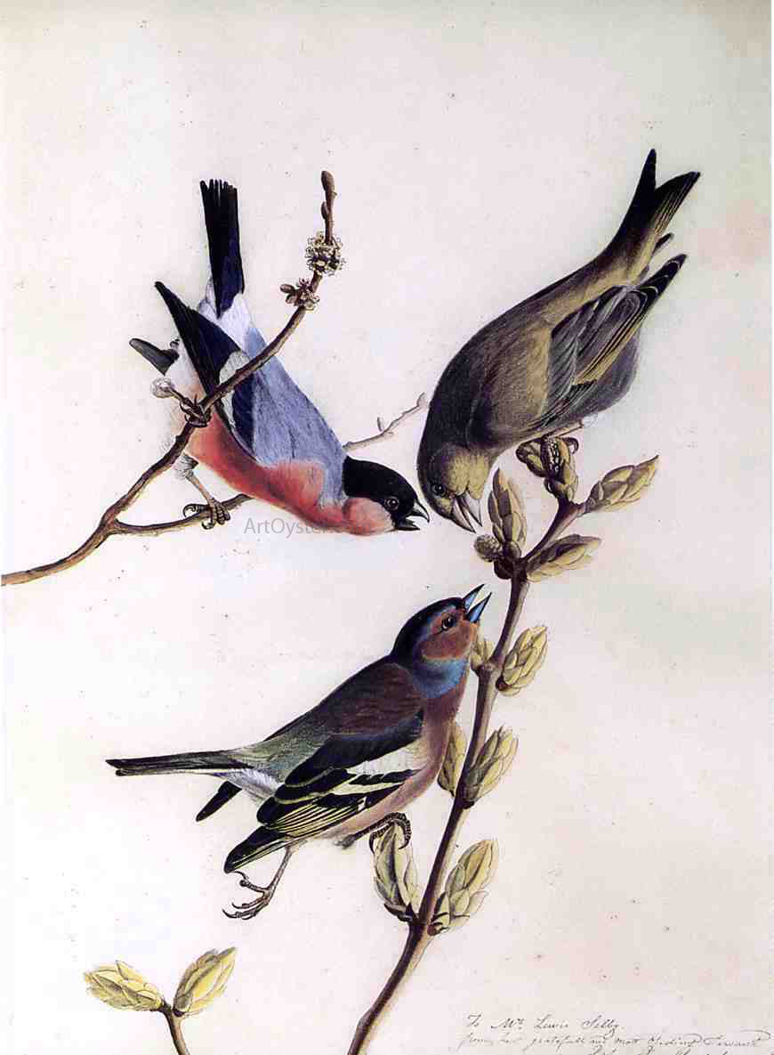  John James Audubon A Chaffinch, Bullfinch and Greenfinch on a Branch of Budding Chestnuts - Canvas Print