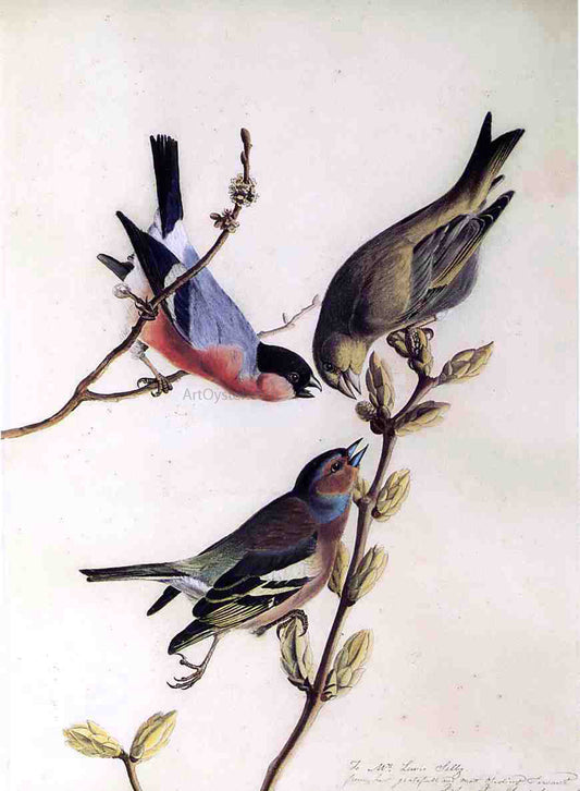  John James Audubon A Chaffinch, Bullfinch and Greenfinch on a Branch of Budding Chestnuts - Canvas Print