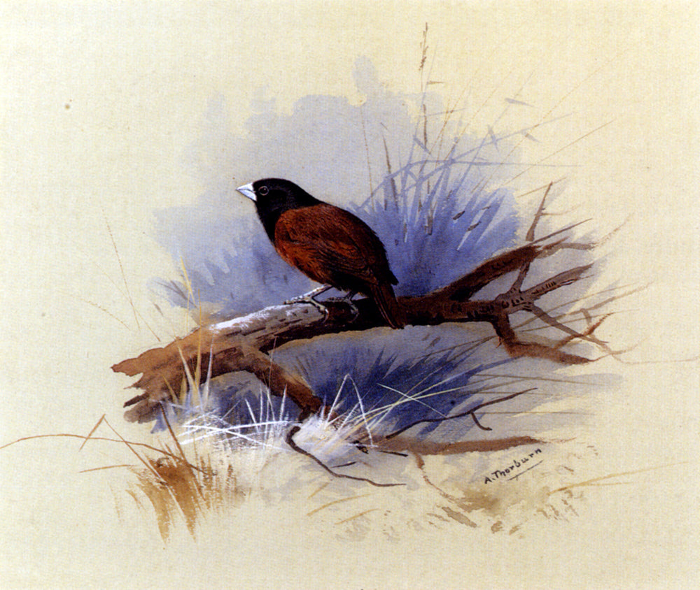  Archibald Thorburn A Nepalese Black-Headed Nun in the Branch of a Tree - Canvas Print