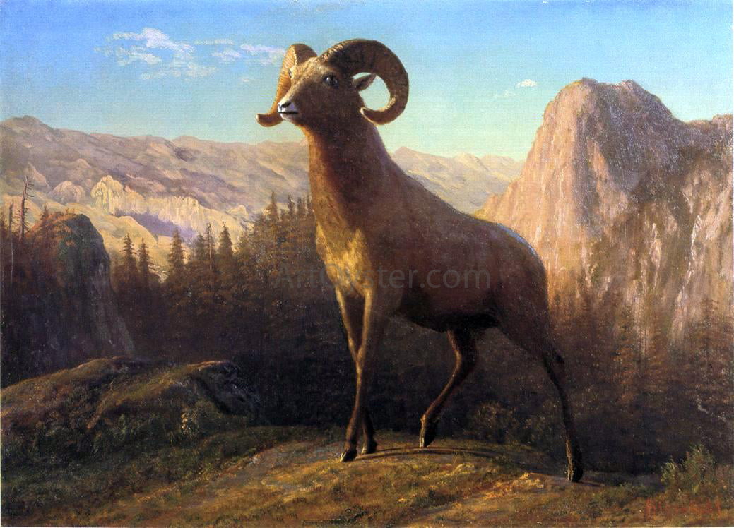  Albert Bierstadt A Rocky Mountain Sheep, Ovis, Montana - Canvas Print