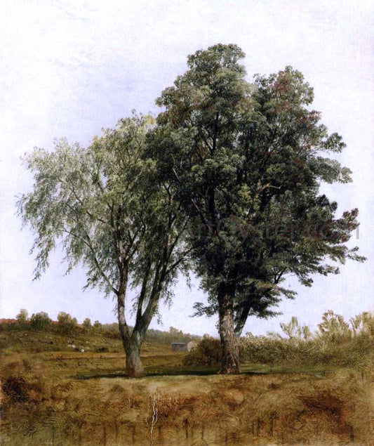  John Frederick Kensett A Study of Trees - Canvas Print