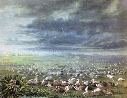  George Catlin Ambush for Flamingos in South America - Canvas Print