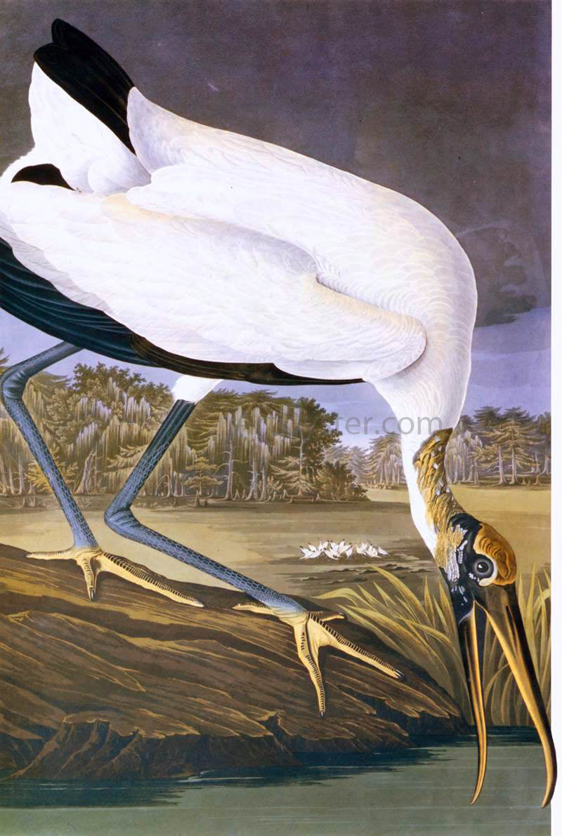  John James Audubon American Stork - Canvas Print