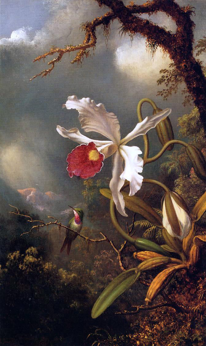  Martin Johnson Heade An Amethyst Hummingbird with a White Orchid - Canvas Print