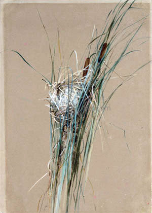  Fidelia Bridges Bird's Nest in Cattails - Canvas Print