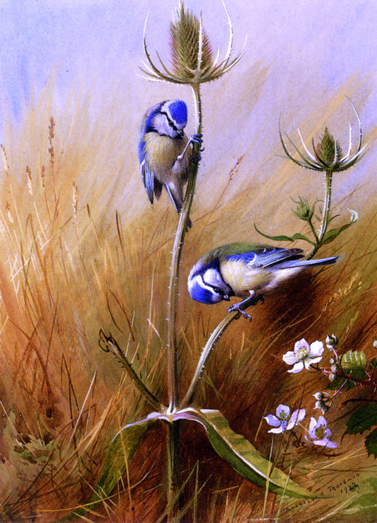  Archibald Thorburn Bluetits On A Teasel - Canvas Print