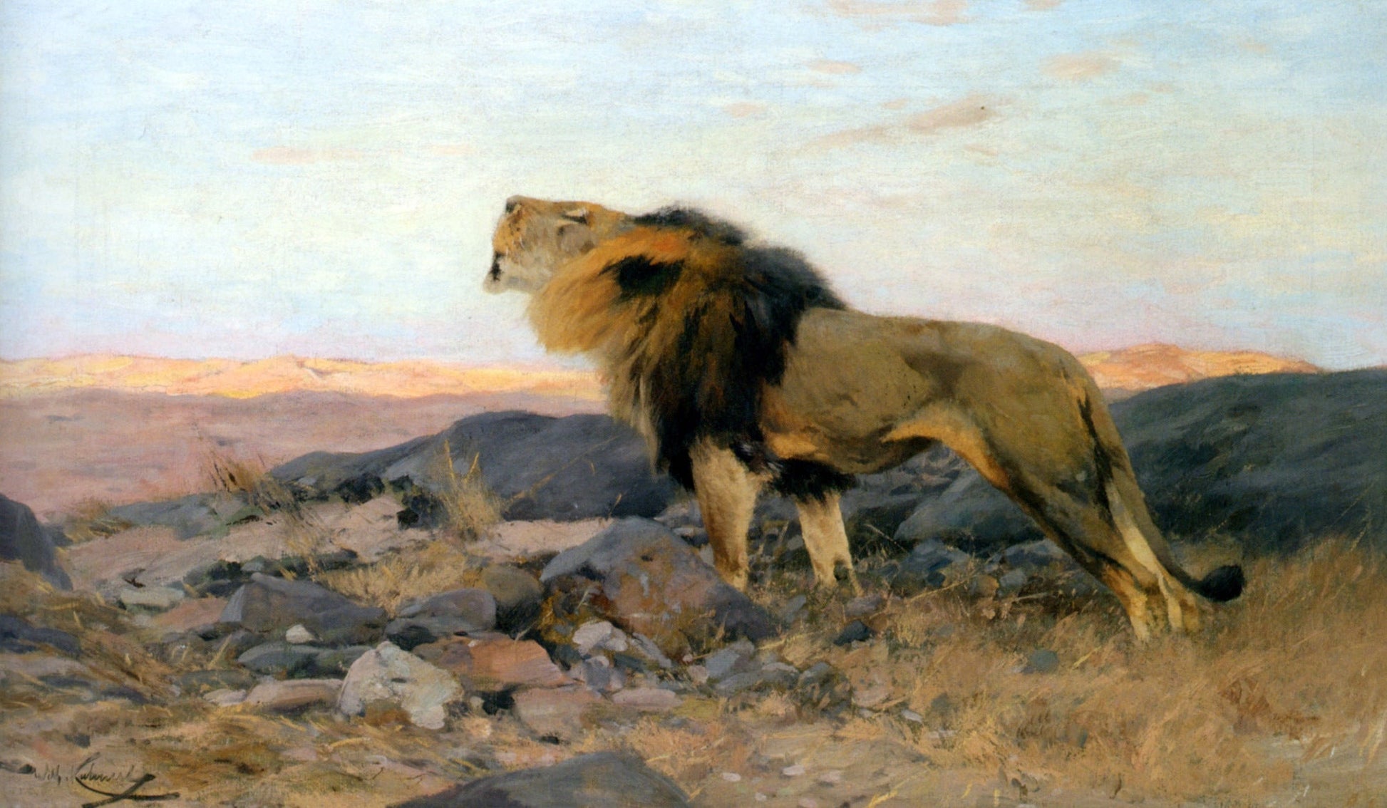  Wilhelm Kuhnert Brullender Lowe In Steiniger Steppe - Canvas Print